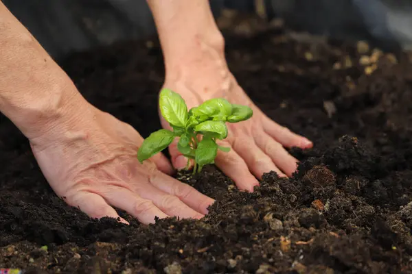 Yeşil fesleğen eken kadın elleri