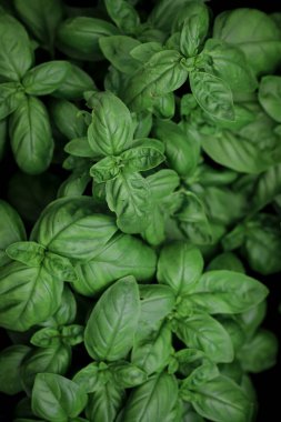 Bahçede yeşil yapraklar. Bahçede taze yeşil fesleğen.