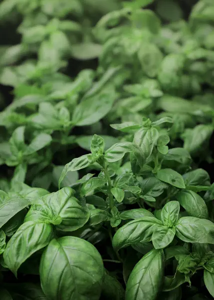 Arka planda taze fesleğen yaprakları