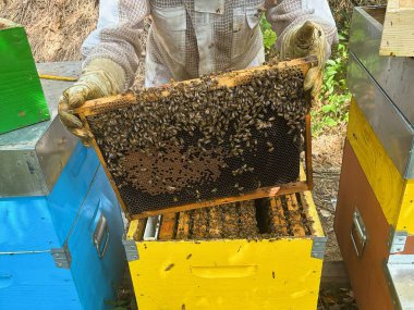 Arı kovanında bal taşıyan arıcı.