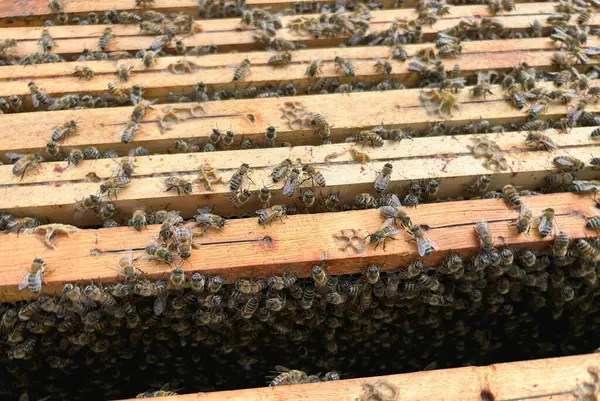 Tahta kovanda arı kovanları