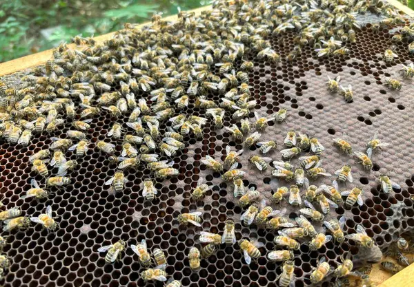 Arı kovanında bal arıları