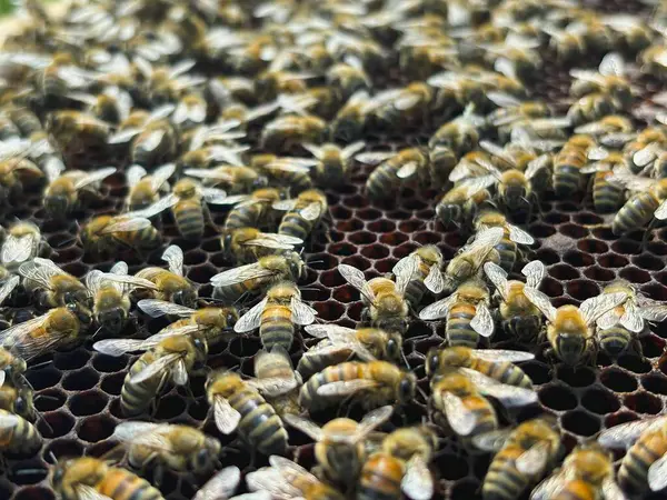 Bal peteğinde bal arıları