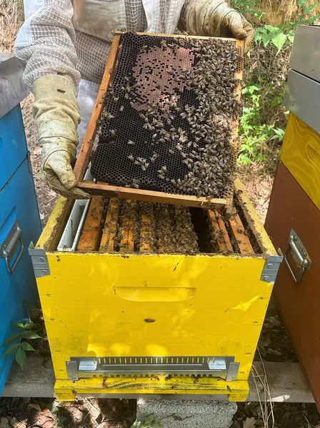 Arı yetiştiricisi arılarla çalışıyor.