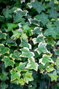 Açık yeşil yapraklar yakın