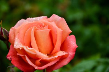 waterdrops ile kırmızı gül