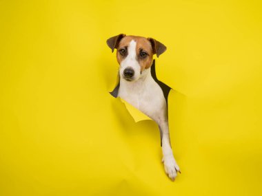 Sevimli Jack Russell Terrier köpeği sarı karton arka planı yırtıyor.