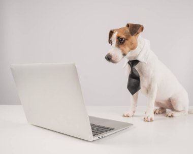 Beyaz arka planda dizüstü bilgisayarla çalışan kravatlı şirin Jack Russell Terrier köpeği.