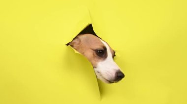 Sevimli Jack Russell Terrier köpeği sarı karton arka planı yırtıyor.