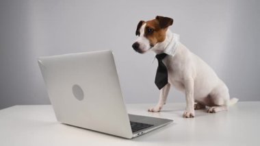 Beyaz arka planda dizüstü bilgisayarla çalışan kravatlı şirin Jack Russell Terrier köpeği.
