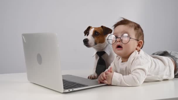Roztomilý Chlapeček Jack Russell Teriér Pes Pracující Notebooku — Stock video