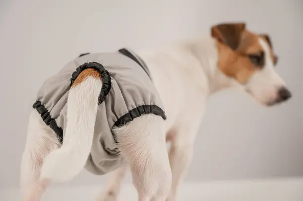 Beyaz arka planda adet külotu giyen sevimli Jack Russell Terrier köpeği. Yeniden kullanılabilir bebek bezi