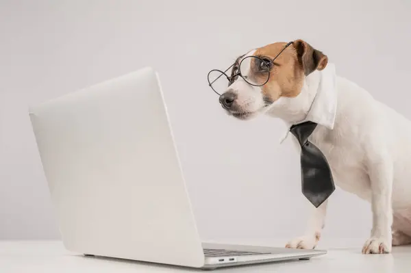 Tatlı Jack Russell Terrier köpeği gözlük takıyor ve beyaz arka planda dizüstü bilgisayara kravat takıyor.