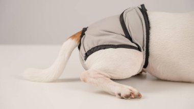 Close-up of a dog wearing period panties on a white background. Reusable diaper clipart