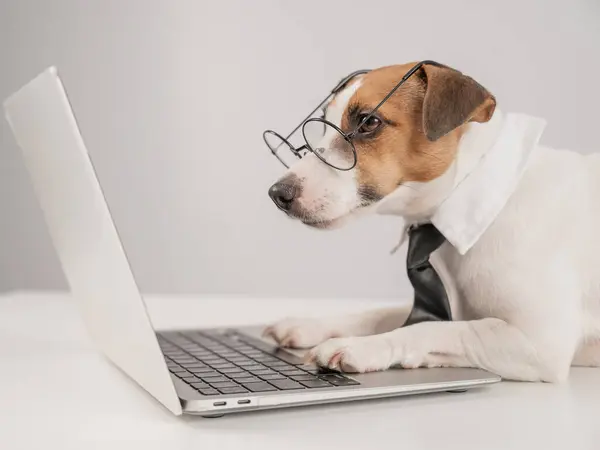 Gözlüklü ve kravatlı şirin Jack Russell Terrier köpeği dizüstü bilgisayarda daktilo kullanıyor.