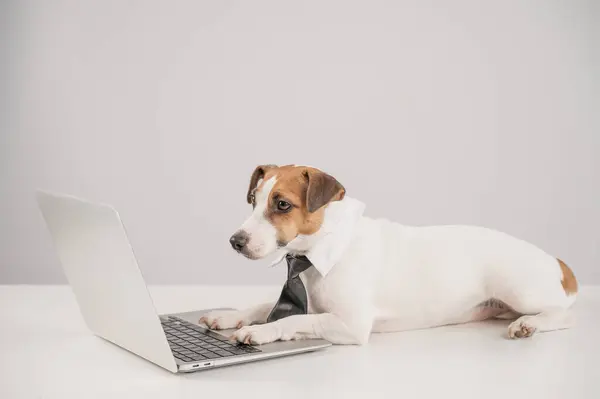 Beyaz arka planda dizüstü bilgisayarla çalışan kravatlı şirin Jack Russell Terrier köpeği.
