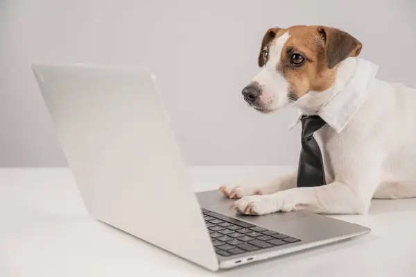 Beyaz arka planda dizüstü bilgisayarla çalışan kravatlı şirin Jack Russell Terrier köpeği.