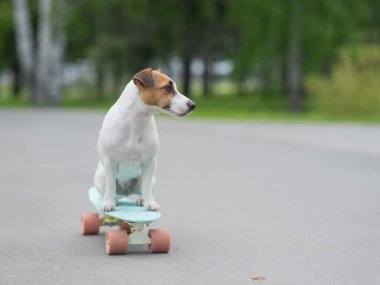 Jack Russell Terrier köpeği parkta bir kuruş tahtasına biner.