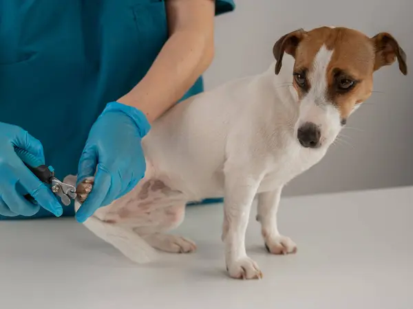 Bir veteriner Jack Russell Terrier köpeğinin tırnaklarını kesiyor.