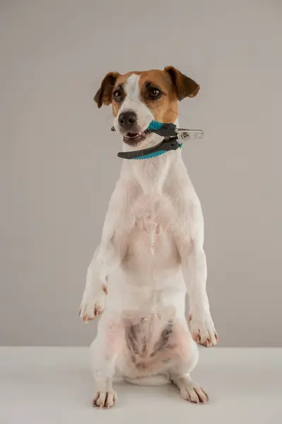 Jack Russell Terrier 'ın köpeği tırnak makası tutuyor. Dikey fotoğraf