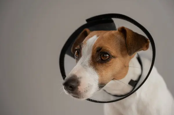 Veteriner tasmalı Jack Russell Terrier köpeği kaşınmaya karşı