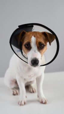 Veteriner tasmalı Jack Russell Terrier köpeği kaşınmaya karşı. Dikey video
