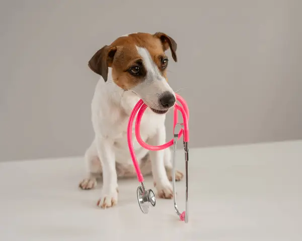 Jack Russell Terrier 'ın köpeği beyaz bir arka planda steteskop tutuyor.