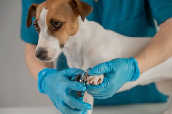 Bir veteriner Jack Russell Terrier köpeğinin tırnaklarını kesiyor.