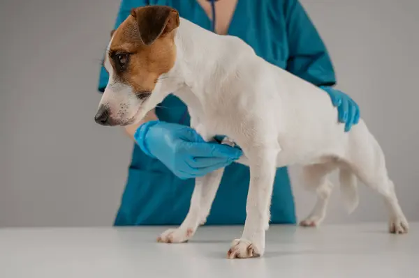 Veteriner Jack Russell Terrier köpeğinin kalp atışlarını dinliyor.