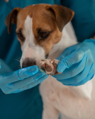 Veteriner, Jack Russell Terrier köpeğinin patilerine balmumu sürer. Dikey fotoğraf