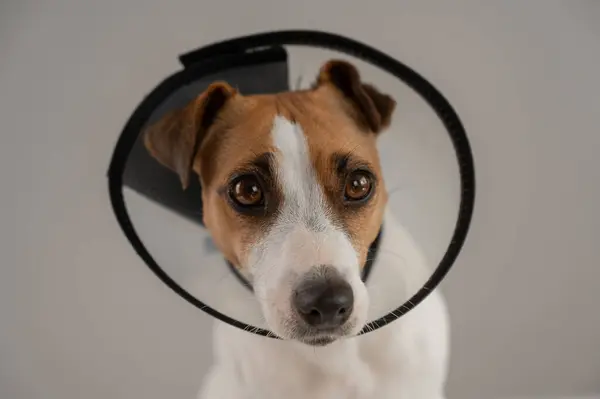 Veteriner tasmalı Jack Russell Terrier köpeği kaşınmaya karşı