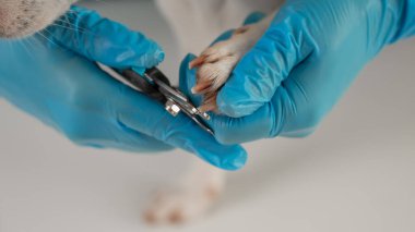 Bir veteriner Jack Russell Terrier köpeğinin tırnaklarını kesiyor.