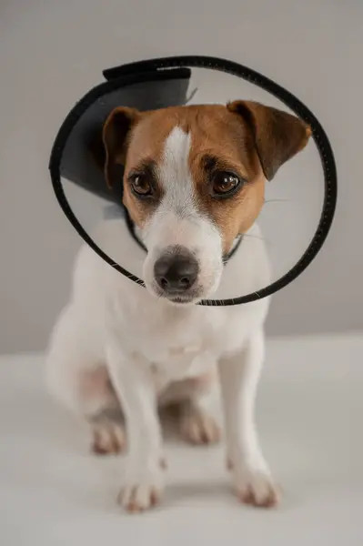 Veteriner tasmalı Jack Russell Terrier köpeği kaşınmaya karşı. Dikey fotoğraf