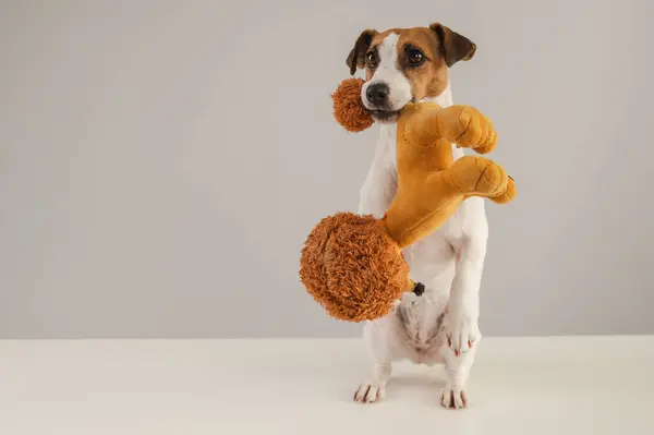 Jack Russell Terrier köpeği beyaz bir arka planda pelüş bir kaniş oyuncağı tutuyor.
