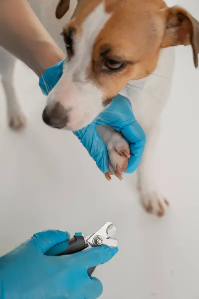 Bir veteriner Jack Russell Terrier köpeğinin tırnaklarını kesiyor. Dikey fotoğraf