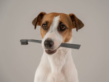 Jack Russell Terrier köpeği dişinde bir diş fırçası tutuyor.