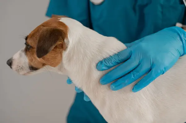 Veteriner, iğneden sonra pörsümüş bir Jack Russell Terrier köpeğini muayene ediyor.