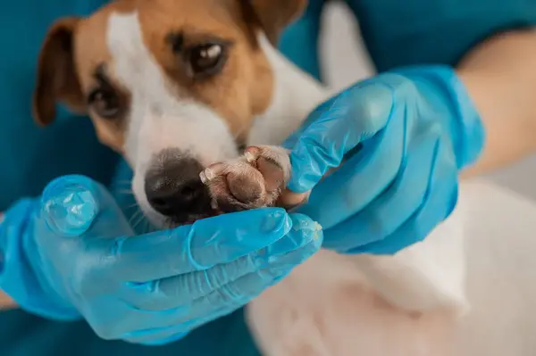Veteriner, Jack Russell Terrier köpeğinin patilerine balmumu sürer.