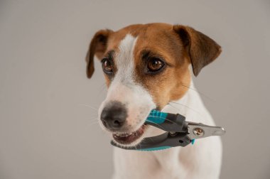 Jack Russell Terrier köpeğinin dişlerinde tırnak makası var.