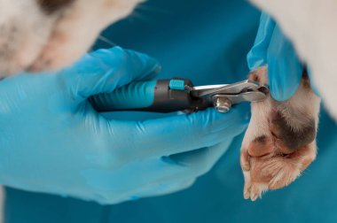 Bir veteriner Jack Russell Terrier köpeğinin tırnaklarını kesiyor.