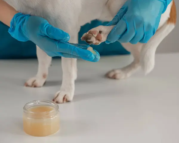 Veteriner, Jack Russell Terrier köpeğinin patilerine balmumu sürer.