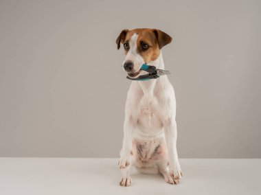 Jack Russell Terrier köpeğinin dişlerinde tırnak makası var.