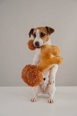 Jack Russell Terrier köpeği beyaz bir arka planda dişinde pelüş bir kaniş oyuncağı tutuyor. Dikey fotoğraf