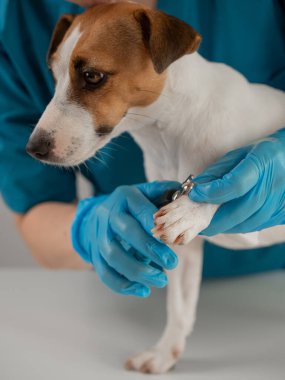 Bir veteriner Jack Russell Terrier köpeğinin tırnaklarını kesiyor. Dikey fotoğraf