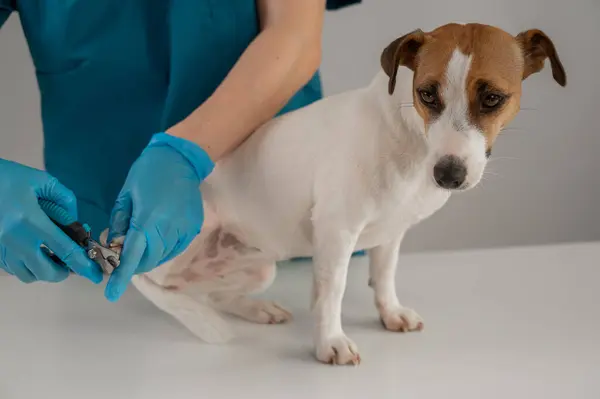 Bir veteriner Jack Russell Terrier köpeğinin tırnaklarını kesiyor.