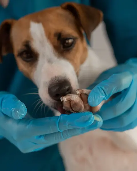 Veteriner, Jack Russell Terrier köpeğinin patilerine balmumu sürer. Dikey fotoğraf