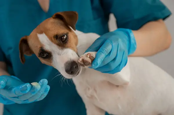 Veteriner, Jack Russell Terrier köpeğinin patilerine balmumu sürer.