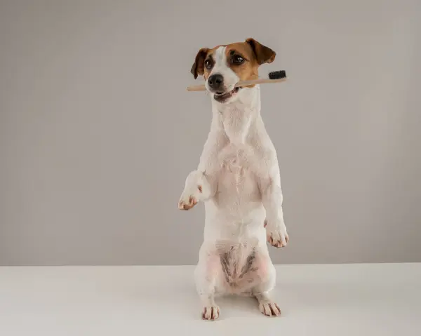 Jack Russell Terrier köpeği dişinde bir diş fırçası tutuyor.