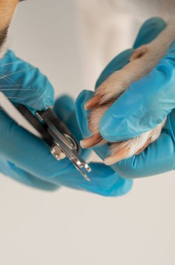 Bir veteriner Jack Russell Terrier köpeğinin tırnaklarını kesiyor. Dikey fotoğraf