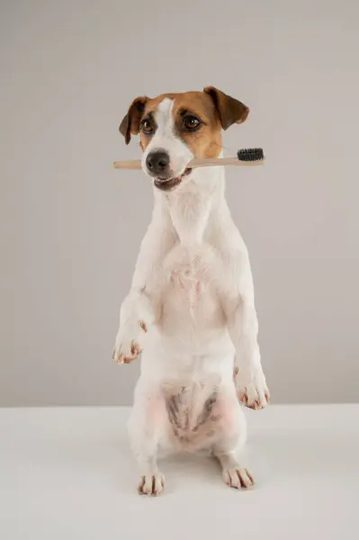 Jack Russell Terrier köpeği dişinde bir diş fırçası tutuyor. Dikey fotoğraf
